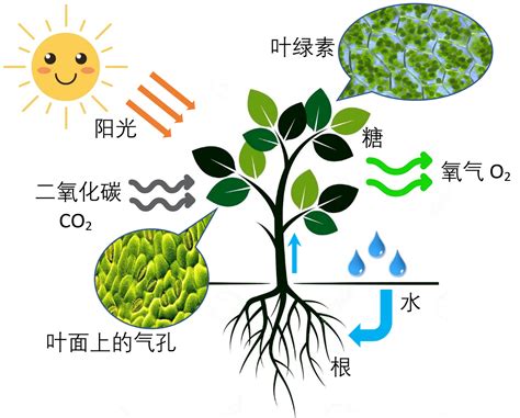 不能行光合作用的植物|为什么绿色植物不能吸收绿光进行光合作用？